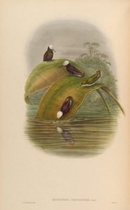 Microchera parvirostris = Microchip albocoronata parvirostris 作者 约翰·古尔德